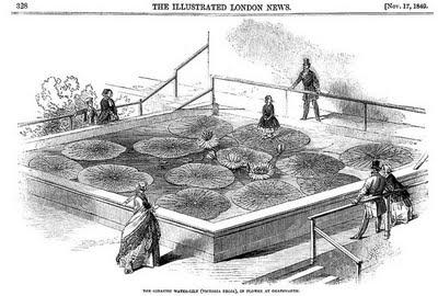 Grandes y hermosas: el nenúfar gigante