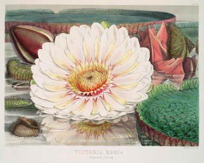 Grandes y hermosas: el nenúfar gigante