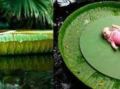 Grandes hermosas: nenúfar gigante