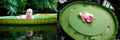 Grandes y hermosas: el nenúfar gigante