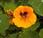 Tropaeolum majus