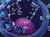 combinación Pertuzumab Trastuzumab quimioterapia primera línea aumentó supervivencia libre progresión cáncer mama Her2+