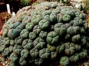 Lophophora sorpresa