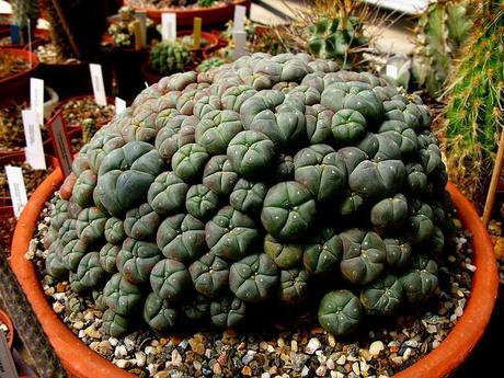 Lophophora con sorpresa
