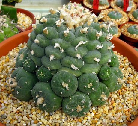 Lophophora con sorpresa