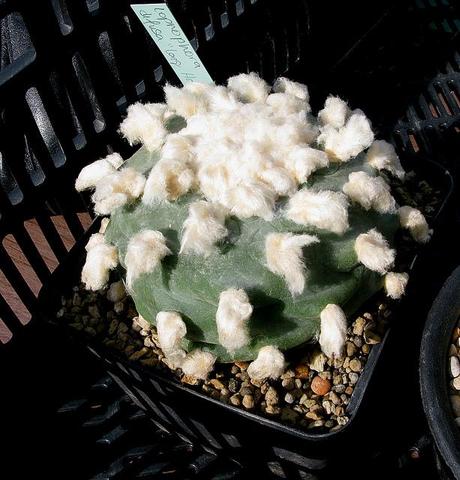 Lophophora con sorpresa