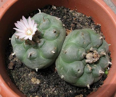 Lophophora con sorpresa