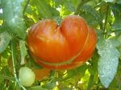 Unos tomates excepcionales