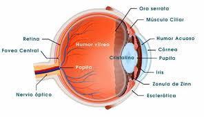 la presbicia ¿En qué consiste la presbicia?