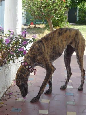 Por ella, por Leala, porqué merece vivir....