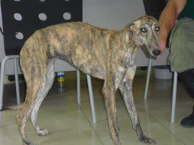 Por ella, por Leala, porqué merece vivir....