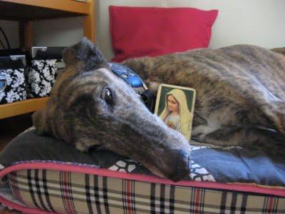 Por ella, por Leala, porqué merece vivir....