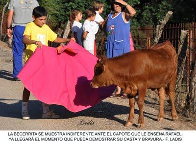 “FLAUTISTA”, UNA BECERRITA DE ALCURRUCEN CRIADA CON BIBERON