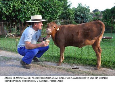“FLAUTISTA”, UNA BECERRITA DE ALCURRUCEN CRIADA CON BIBERON