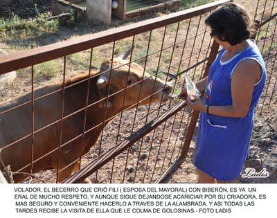 “FLAUTISTA”, UNA BECERRITA DE ALCURRUCEN CRIADA CON BIBERON