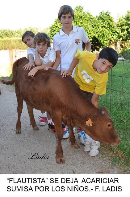 “FLAUTISTA”, UNA BECERRITA DE ALCURRUCEN CRIADA CON BIBERON
