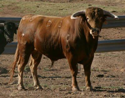 Novillada concurso de ganaderías en Pegalajar (Jaén)