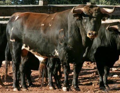 Novillada concurso de ganaderías en Pegalajar (Jaén)