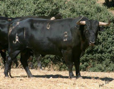 Novillada concurso de ganaderías en Pegalajar (Jaén)