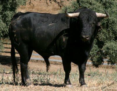 Novillada concurso de ganaderías en Pegalajar (Jaén)