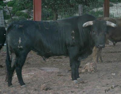 Novillada concurso de ganaderías en Pegalajar (Jaén)