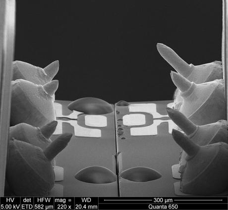 FEI Company – Imágenes realizadas con un microscopio electrónico de barrido (II)