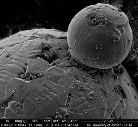 FEI Company – Imágenes realizadas con un microscopio electrónico de barrido (II)