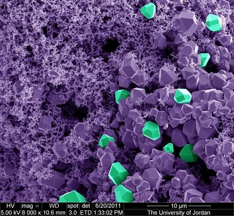 FEI Company – Imágenes realizadas con un microscopio electrónico de barrido (II)