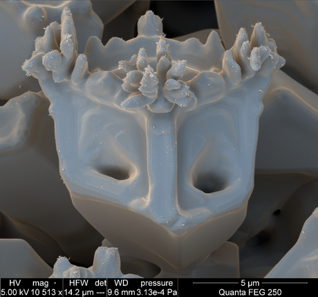 FEI Company – Imágenes realizadas con un microscopio electrónico de barrido (II)