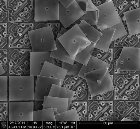 FEI Company – Imágenes realizadas con un microscopio electrónico de barrido (II)