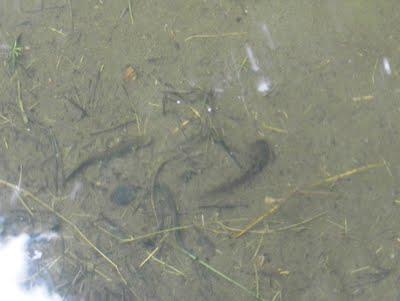 Los mayores renacuajos