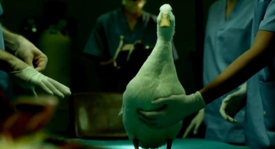 El adiós del pato Willix