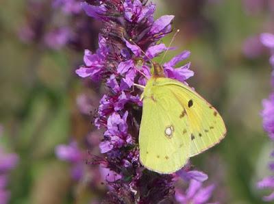 Mariposas en Cabo Peñas (II)