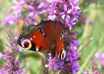 Mariposas en Cabo Peñas (II)