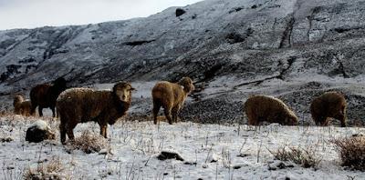 Neuquén declara emergencia agraria