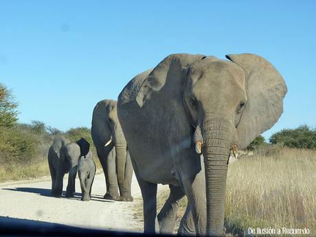 Elefantes junto al coche en un road trip por Namibia