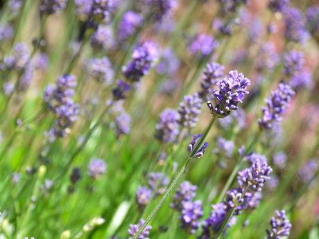 vivienda victoriana victorian scotish reno victorian house scotland tenement flats scotland architecture scandinavian style scandinavian decor reformas casa victoriana hogares de nuestros lectores estilo nórdico época Victoriana de Glasgow decoración nórdica casa en escocia vivienda victoriana victorian scotish reno victorian house scotland tenement flats scotland architecture scandinavian style scandinavian decor reformas casa victoriana hogares de nuestros lectores estilo nórdico época Victoriana de Glasgow decoración nórdica casa en escocia