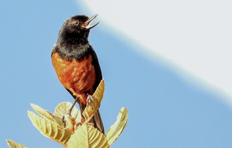 Avistamiento de Aves en Colombia