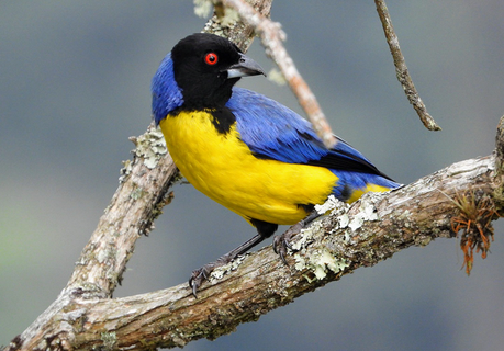 Avistamiento de Aves en Colombia