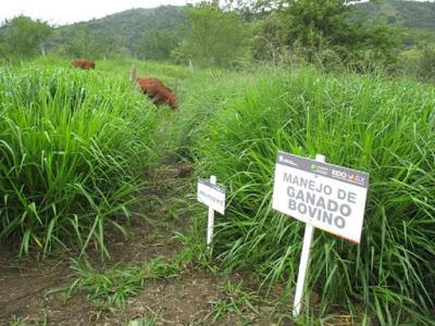 TRABAJA ICAMEX EN VARIEDADES DE FORRAJES PARA ALIMENTACIÓN GANADERA EN EL EDOMÉX