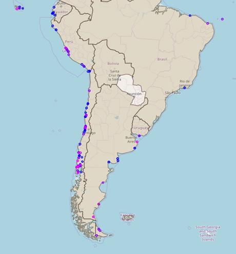 Playero trinador (Numenius phaeopus)