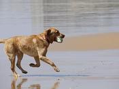 destinos económicos España playa para perros