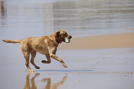 playa perros (Foto: Felices Vacaciones)