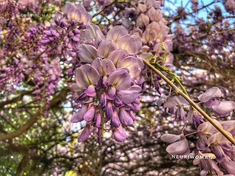 Glicinias por primavera