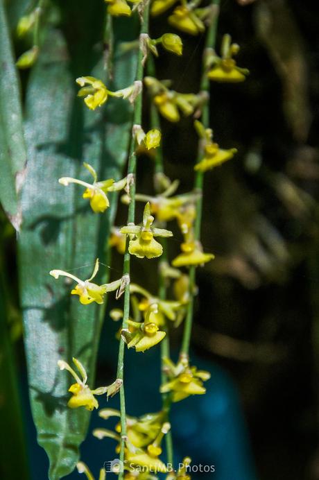 La tira de orquídeas