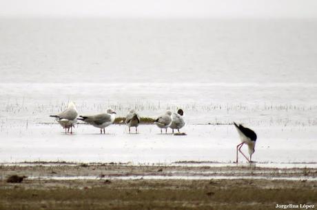 Laguna Melincué (Noviembre 2019)