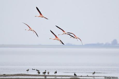 Laguna Melincué (Noviembre 2019)