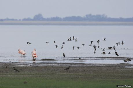 Laguna Melincué (Noviembre 2019)