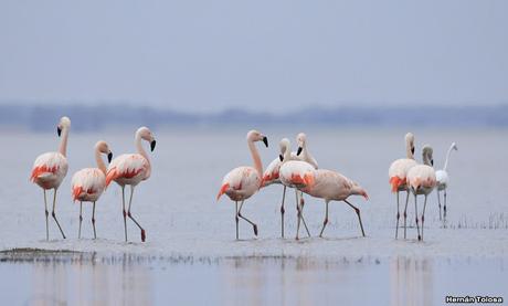 Laguna Melincué (Noviembre 2019)