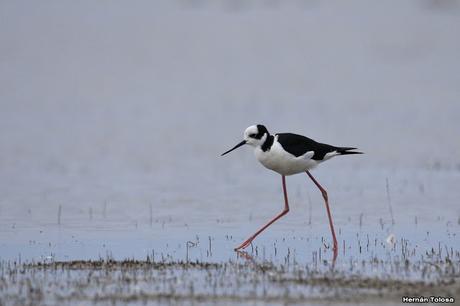 Laguna Melincué (Noviembre 2019)